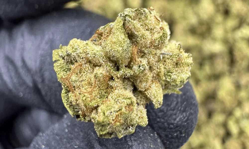 Small buds vs top shelf: Is the price gap justified